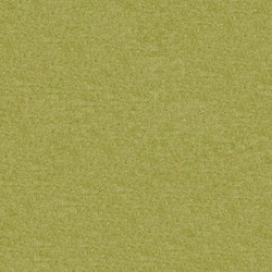 Fenice Kiwi